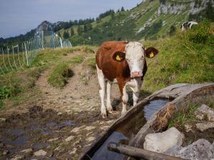 Grabneralm